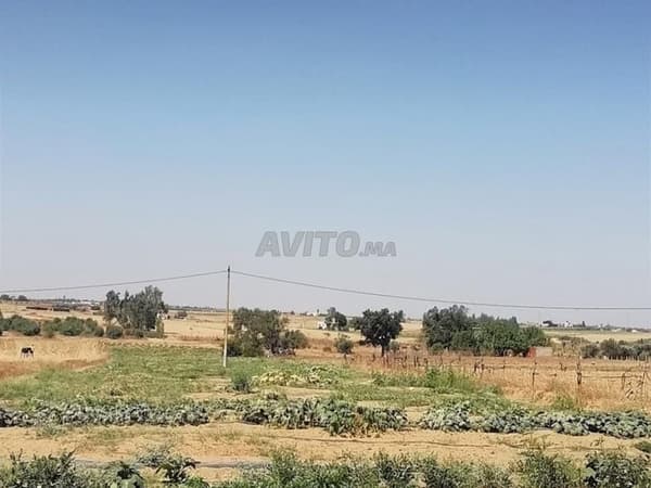 أرض فلاحية بمساحة 7000 م² محفظة