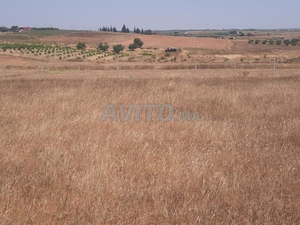 Agricultural land of 2 hectares for sale, price 125 million, Tiflet