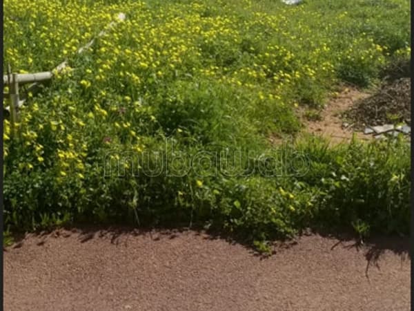 Lot de Terrain pour Villa – Hay Riad, Secteur 14