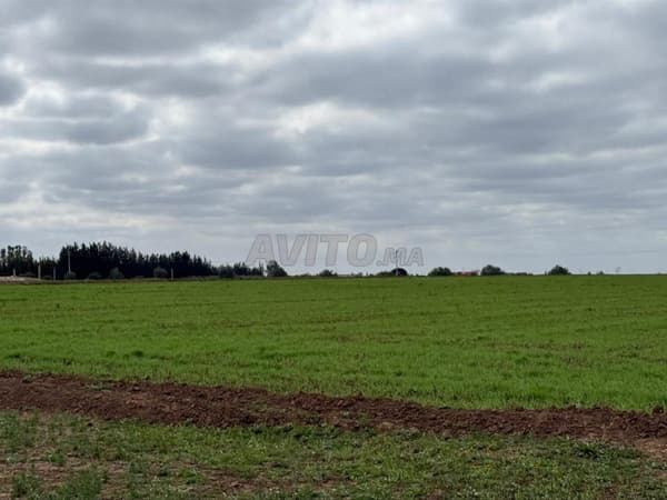 2 hectares agricole titré à Benslimane
