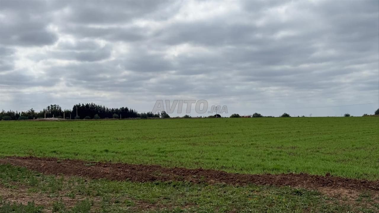 2 hectares agricole titré à Benslimane