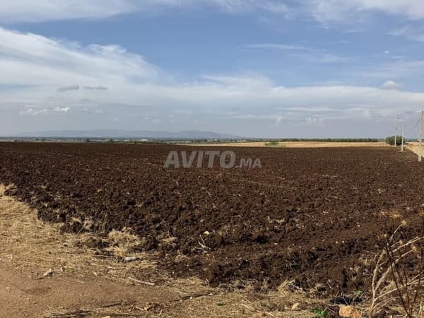 1,5 hectare te koop