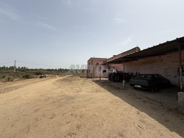 Finca de aguacate (Hass)