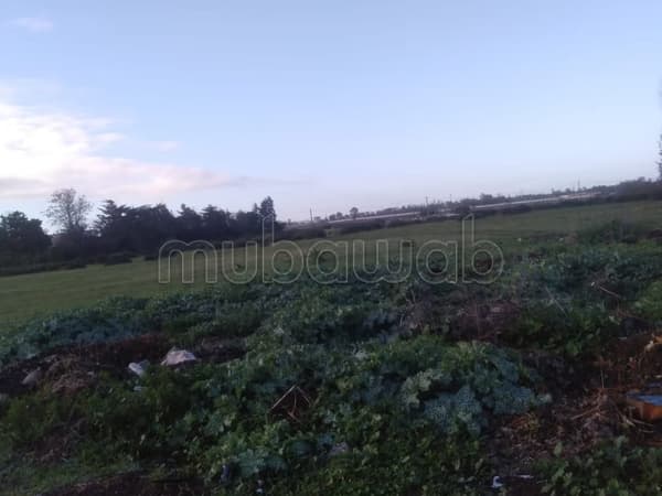 Vente un terrain de 1 hectare à souissi