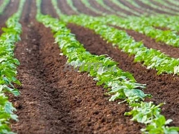 Terrain agricole de 29 hectares dans les environs de Berkane