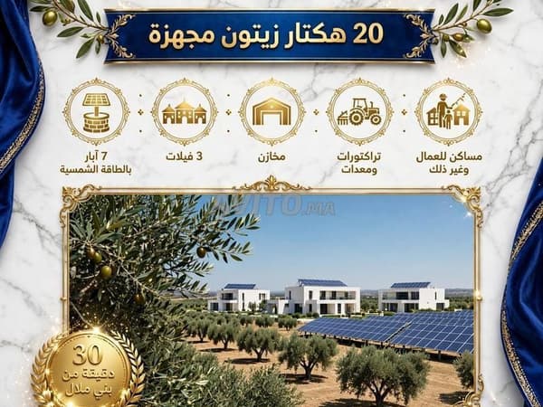 20 هكتارا من أشجار الزيتون مجهزة