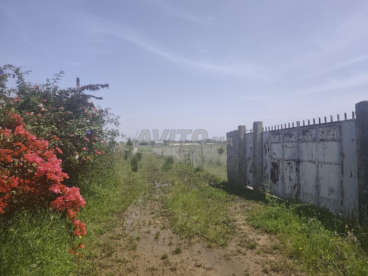 Sale of agricultural land in Ain Ribaa 2500m2
