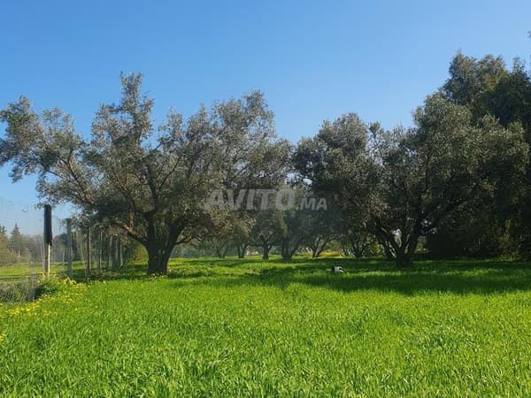 En venta, huerto agrícola de medio hectárea entre Ouislane y Sebaa Ayoun