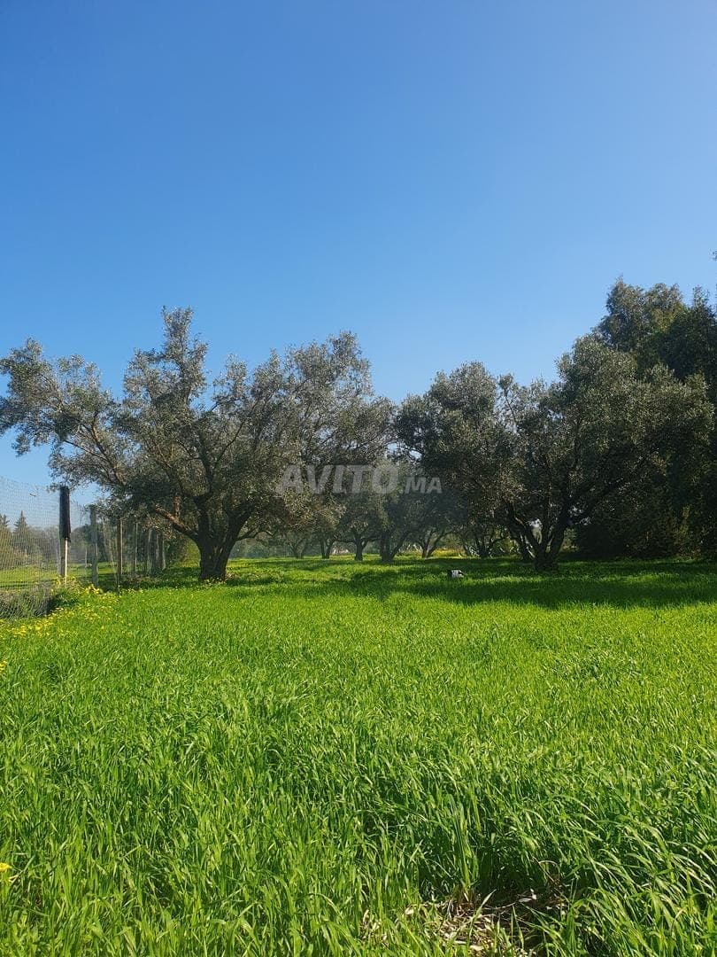 En venta, huerto agrícola de medio hectárea entre Ouislane y Sebaa Ayoun