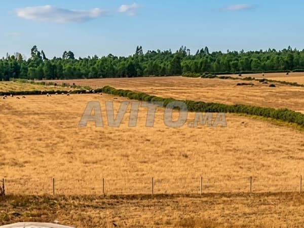 Terrain agricole à Sidi Allal El Bahraoui