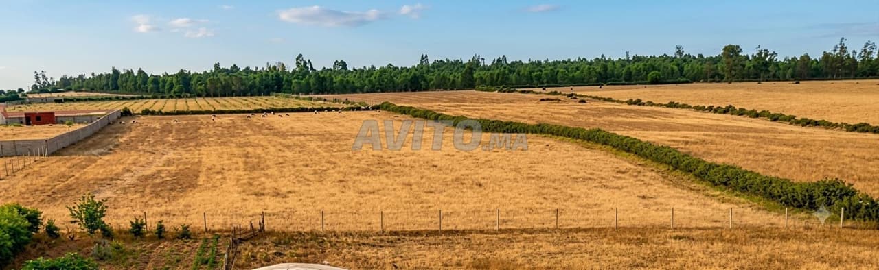 Terrain agricole à Sidi Allal El Bahraoui