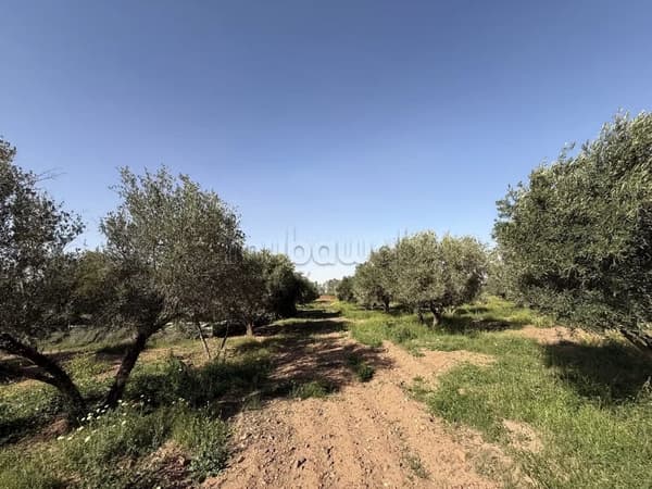 Domaine Olivier d'Exception à Route de l'Ourika