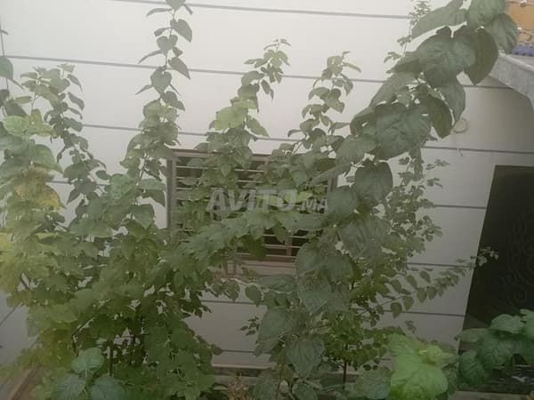 Appartamento di lusso in affitto in una villa a El Menzah vicino ad Attakadou