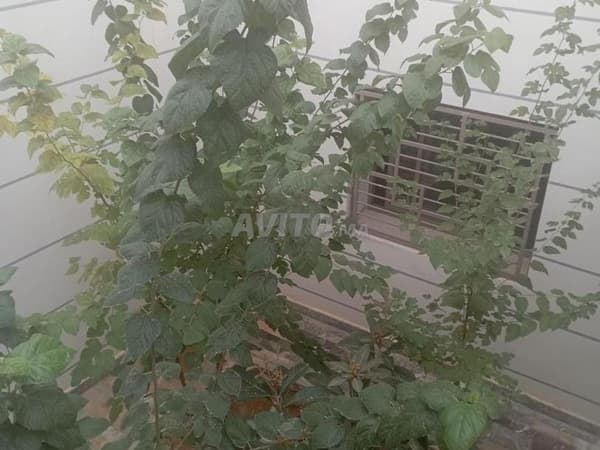Luxuriöse Wohnung zur Miete in einer Villa in El Menzah nahe Attakadou