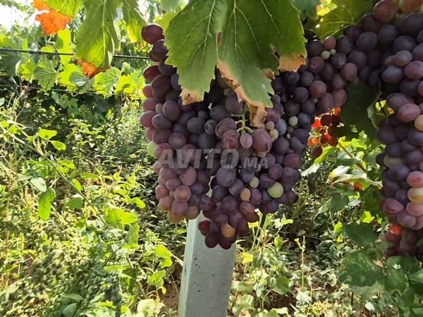Ferme équipée de raisins Ouled Ferej