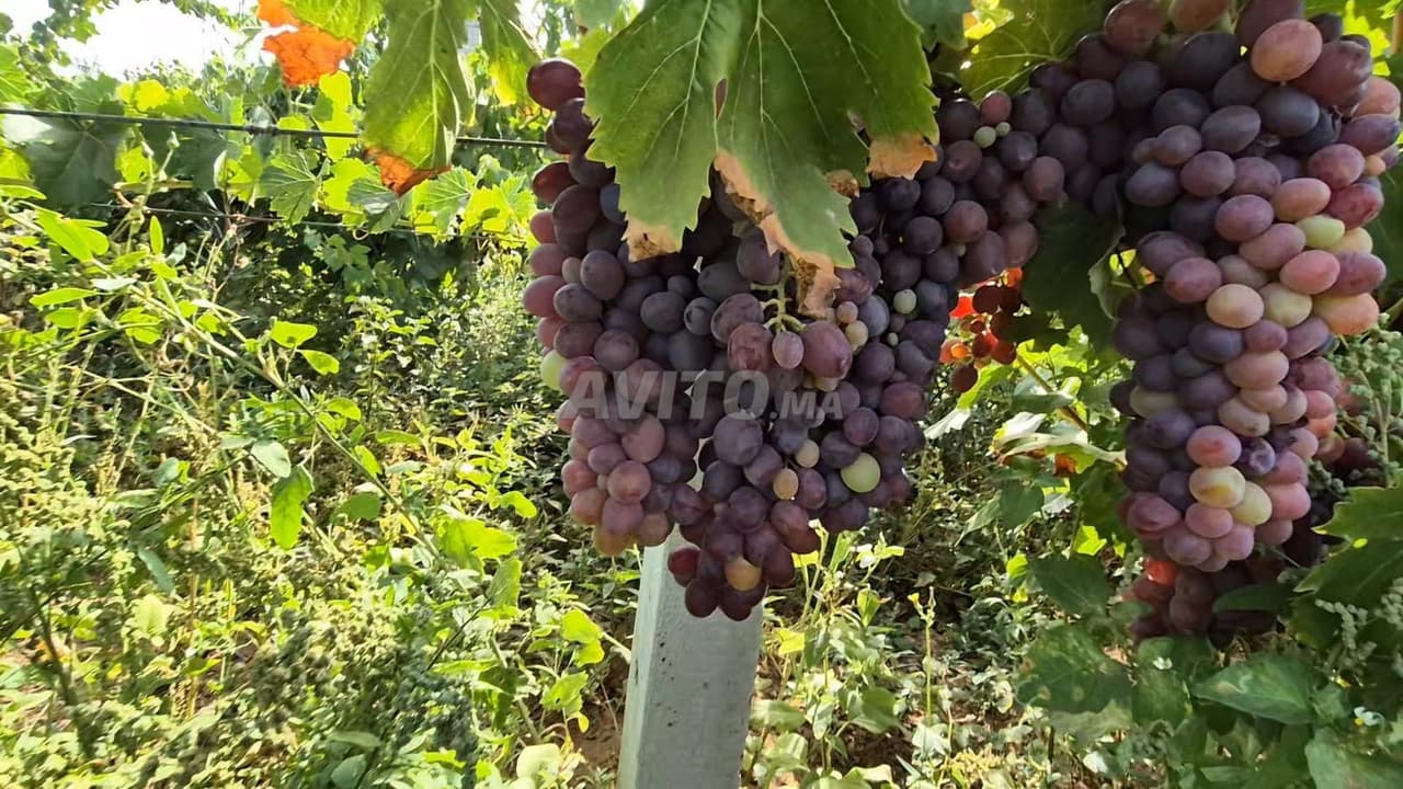 Ferme équipée de raisins Ouled Ferej