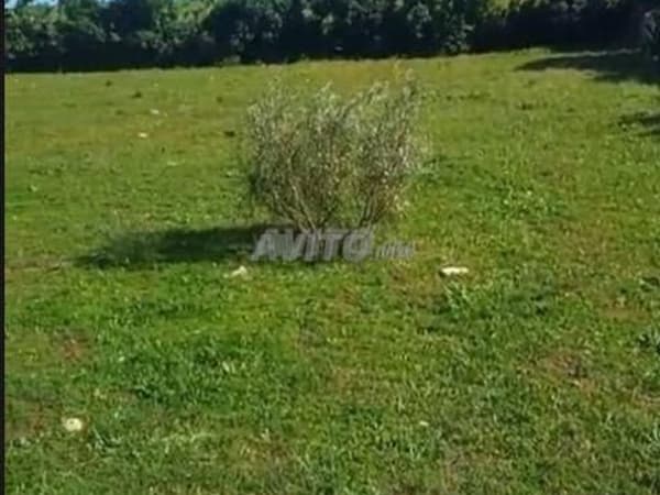 Terrain titré de 14 000 m² – El Jadida