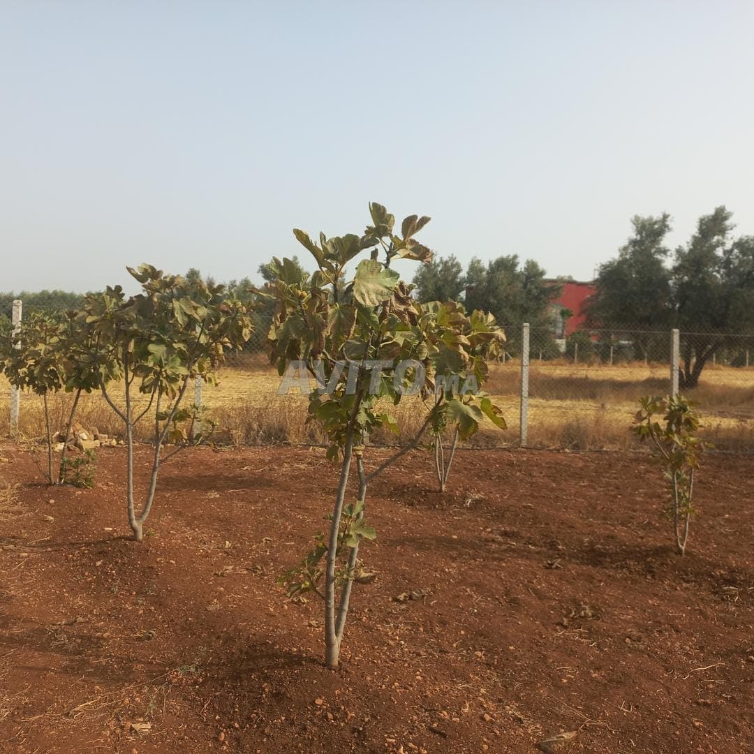 Hectare nabij Meknès