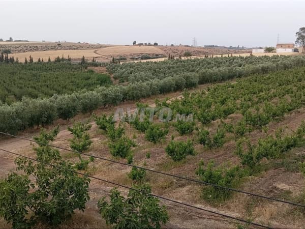Fattoria in vendita a Tiflet con un reddito importante