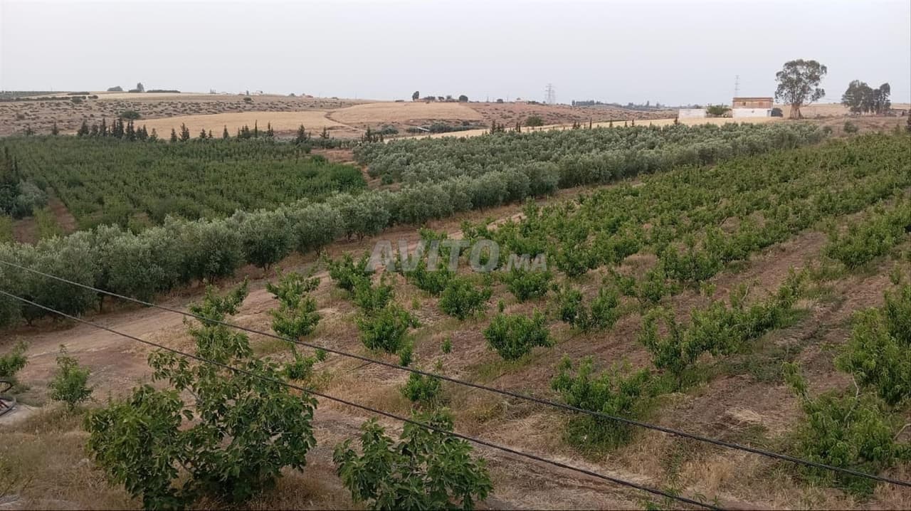 Farm zum Verkauf in Tiflet mit erheblichem Einkommen