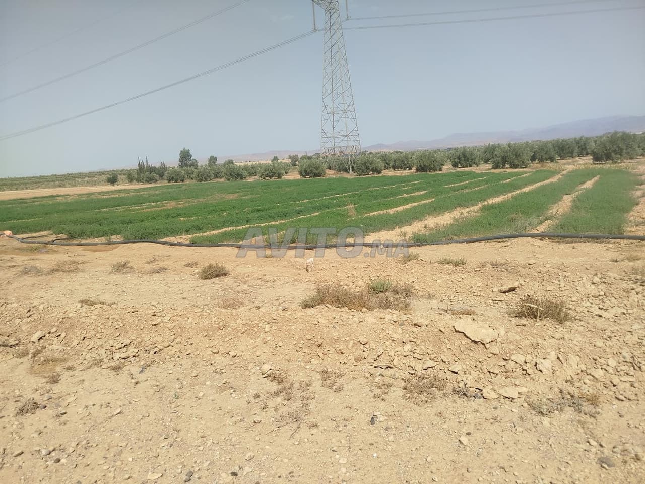 Terreno agricolo a ولجمان
