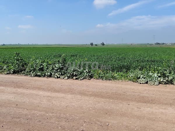 3 ha titré à Benslimane commune zyayda