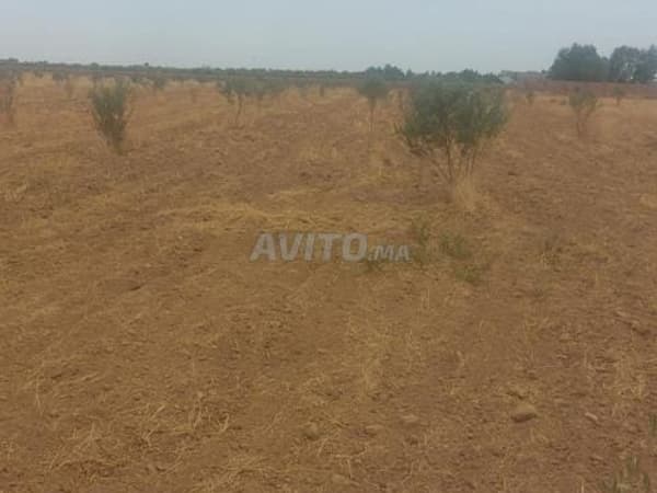 Terrain agricole d'un hectare ou 1000m²