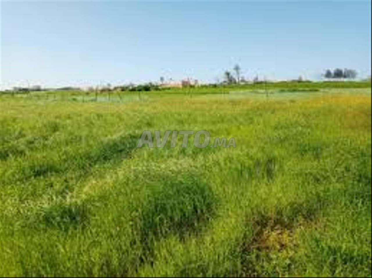 Terrain agricole dans la région de Settat