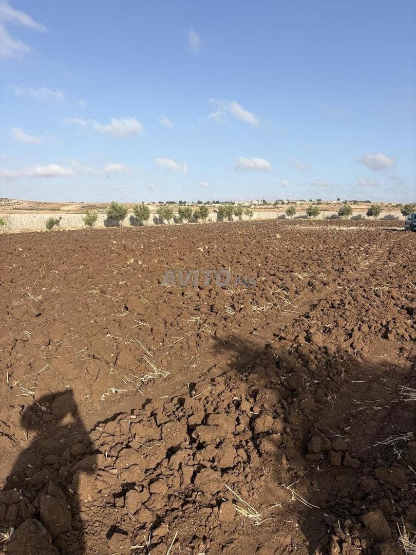 Terreno vicino a Safi in vendita