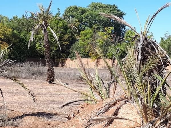 Vente terrain titré d'un hectare à la Palmeraie