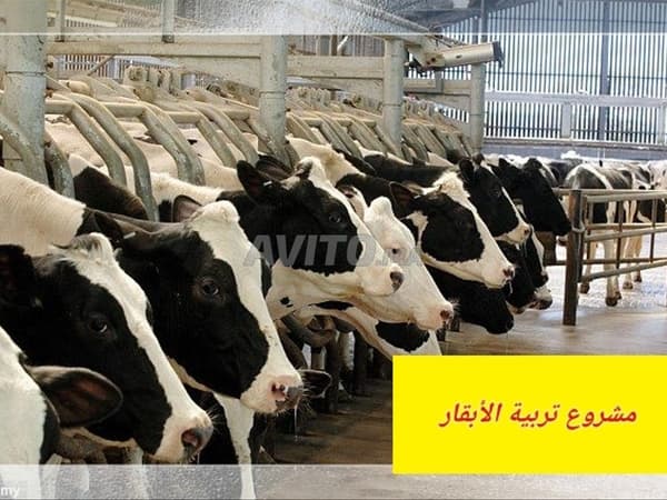 Melkveehouderij- en kalfsmestproject