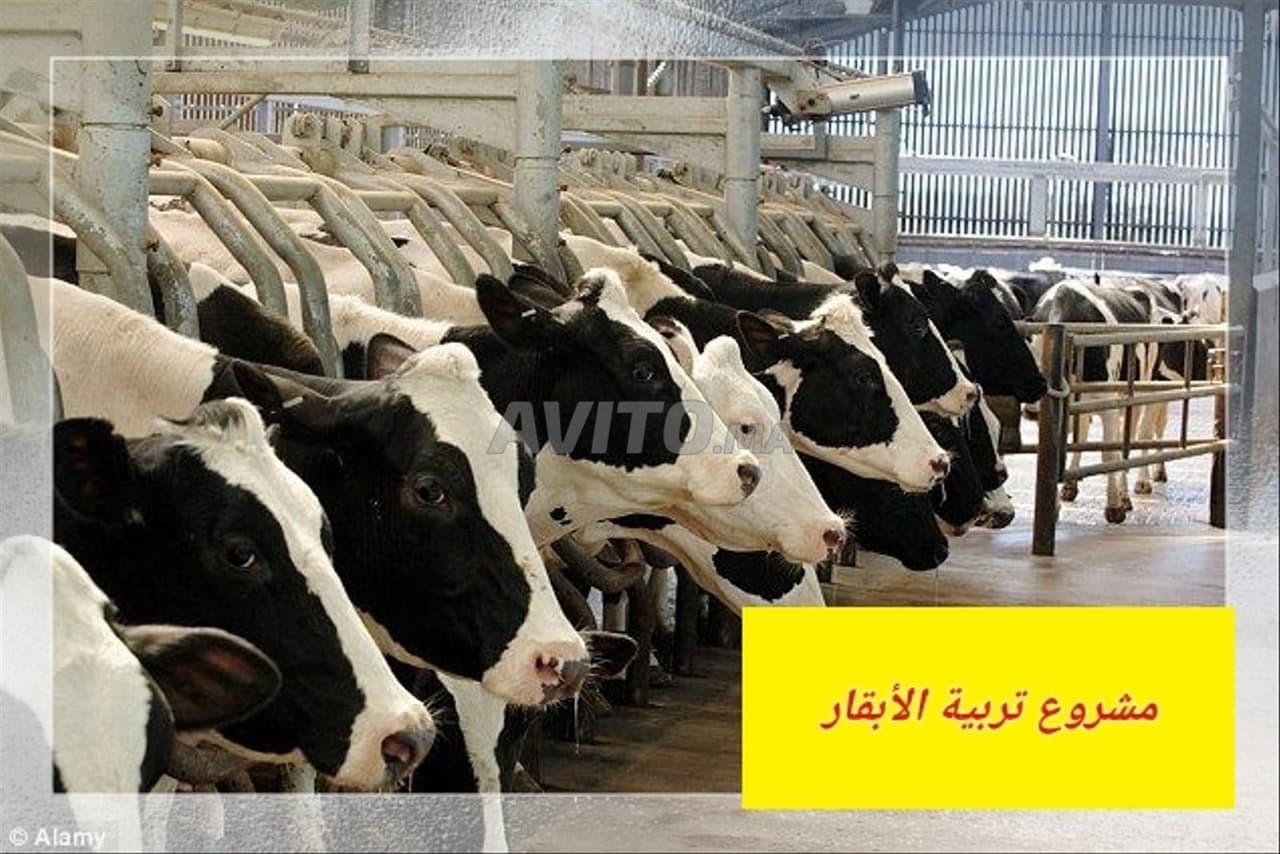 Melkveehouderij- en kalfsmestproject