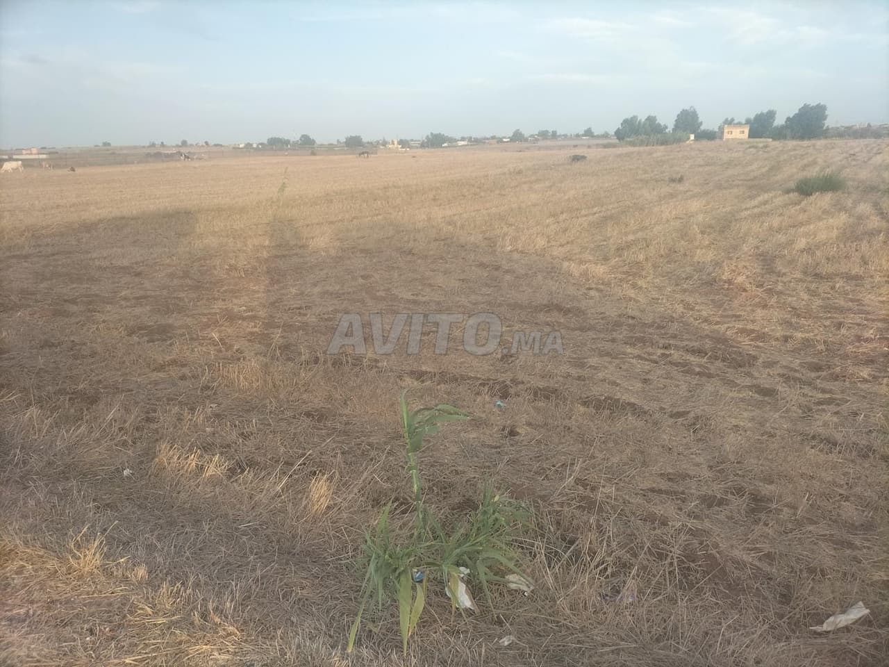 Agricultural land for a farm