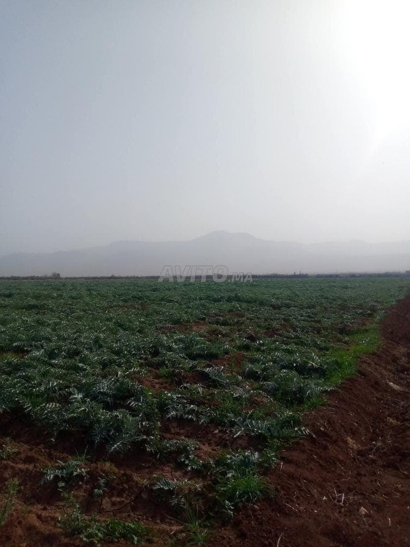 أربعة هكتارات زراعية للبيع بالقرب من بني ملال