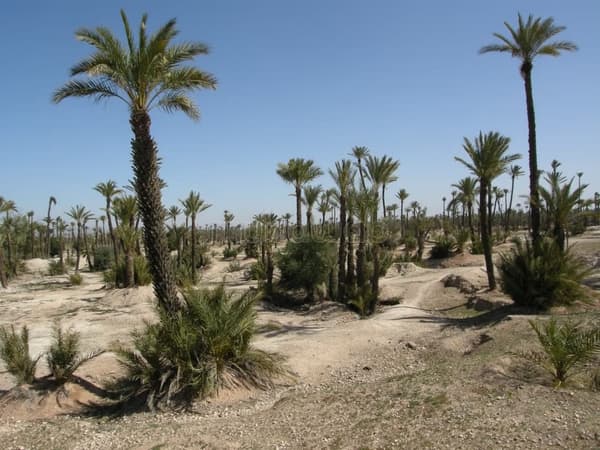 Top affaire vente lots à la palmeraie titrés Livrables de suite