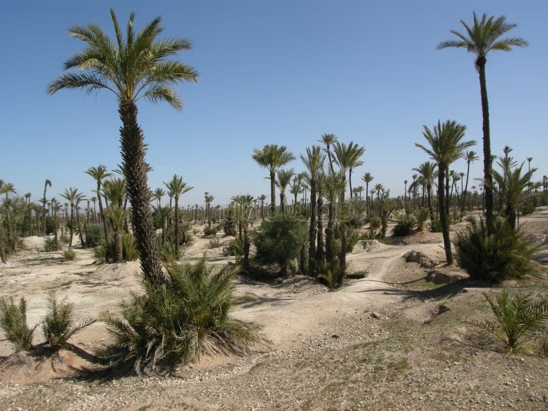 Topdeal verkoop kavels in de Palmeraie met titel, direct leverbaar