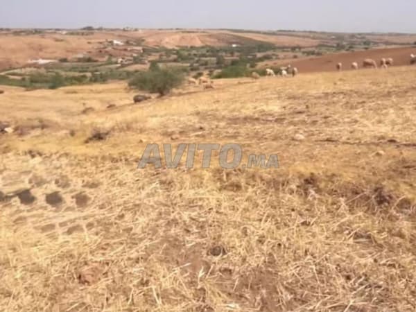 Terrain agricole titré de 4 hectares - Khemisset