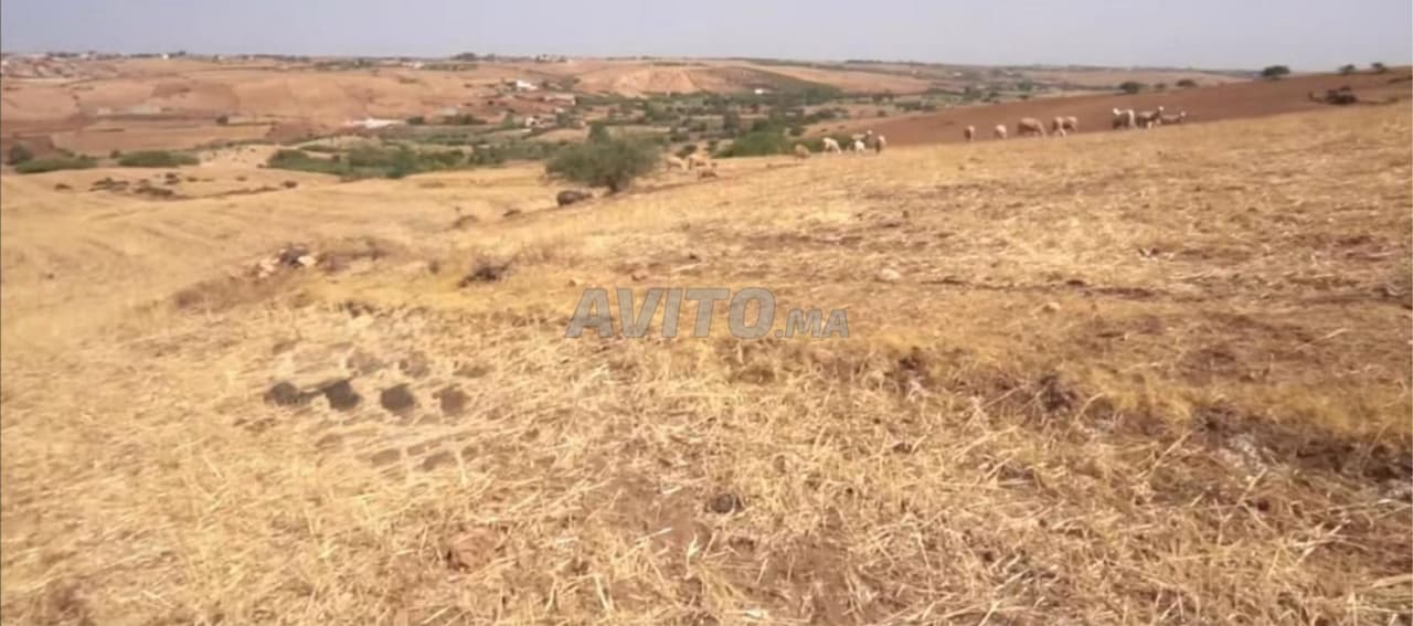 Terrain agricole titré de 4 hectares - Khemisset