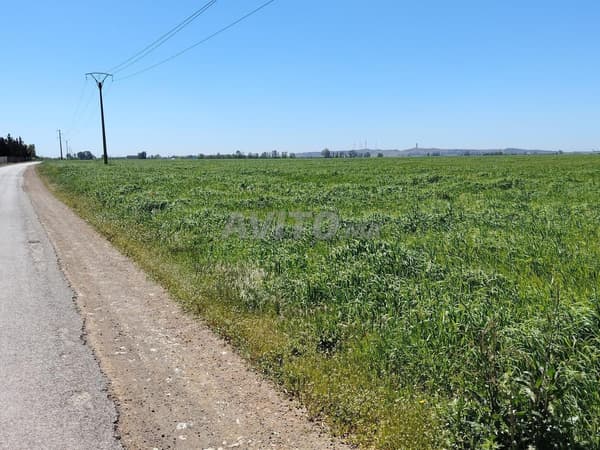 1 Ha – Lotissement– Façade Goudronnée – Benslimane