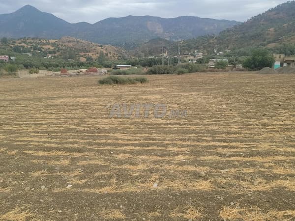 Terrain titré - 1.5 hectares - tél