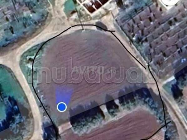 Terrain enregistré à vendre Tétouan avec oliviers