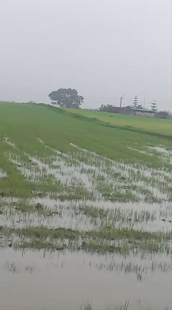 Strada che collega Bouznika e Benslimane