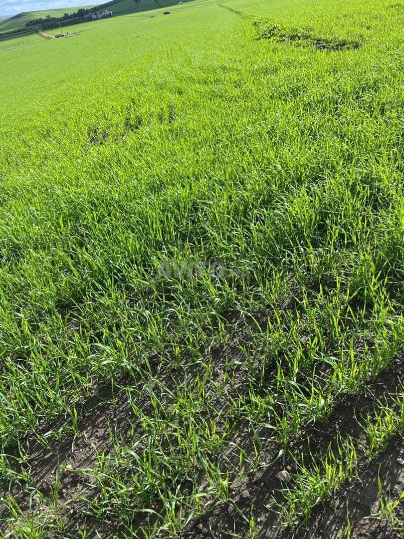 Terrain agricole à vendre à Benslimane