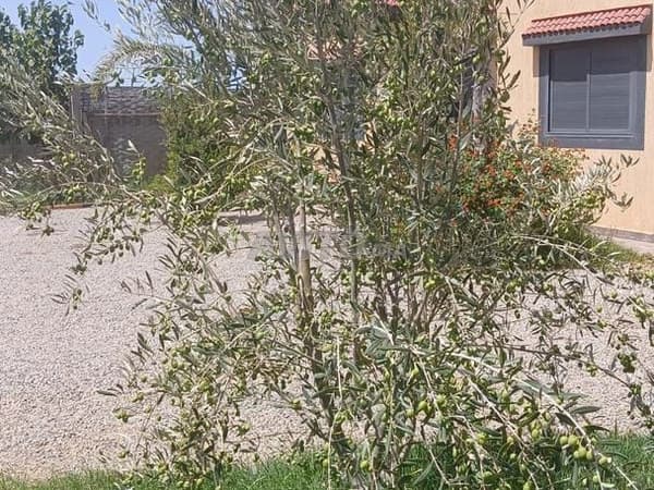 MAISON DE CAMPAGNE à vendre 110 m² à Ben Maachou