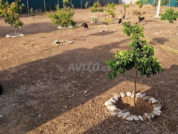 Perceel van 5000 m² te koop nabij – Siar Boujnah