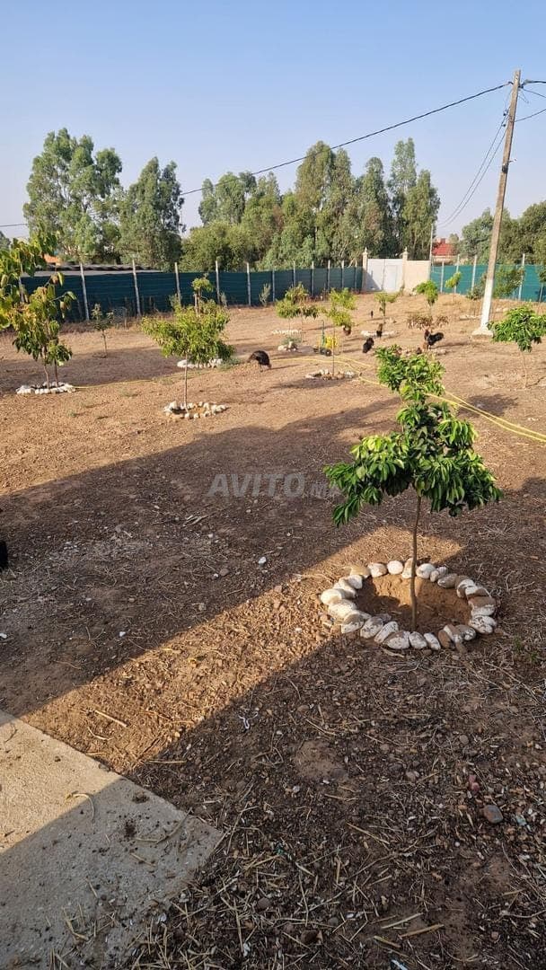 Perceel van 5000 m² te koop nabij – Siar Boujnah