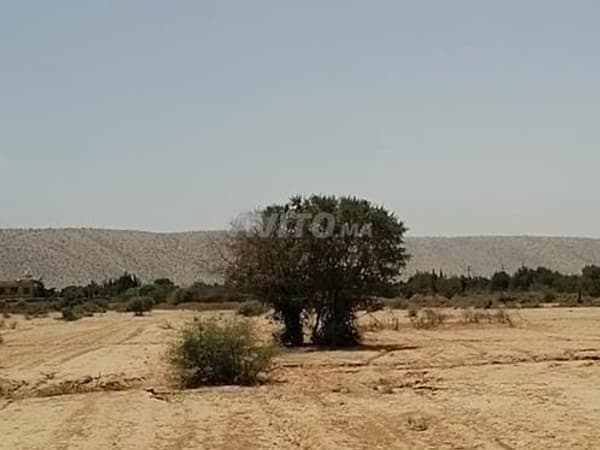 4 hectares 37km Taroudant