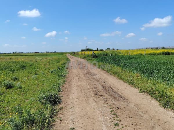 1.15 ha titré à Ain Laksab Benslimane