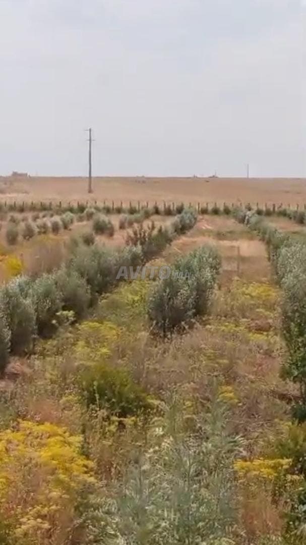 Titled Farm on the Road to Marrakech