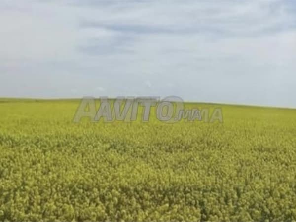 Terrain agricole à vendre